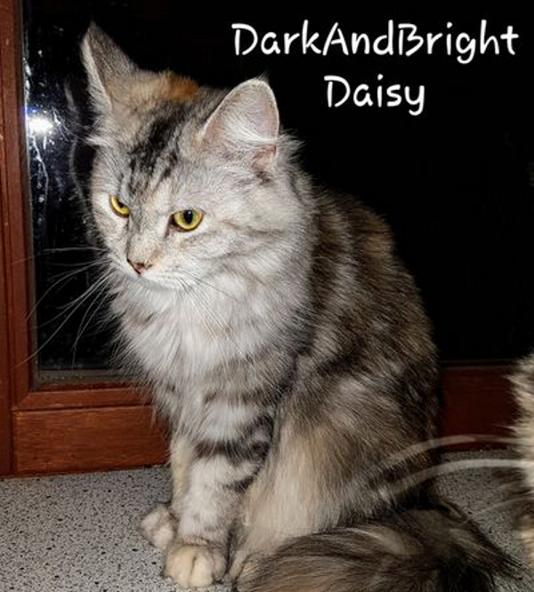 Daisy von der Maine Coon Cattery of Daisytown