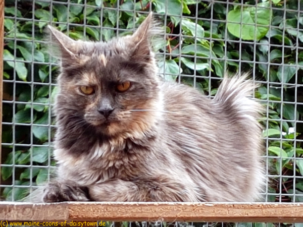 DORIE unser charaktervoller Neuzugang der Damenriege in unserer Cattery