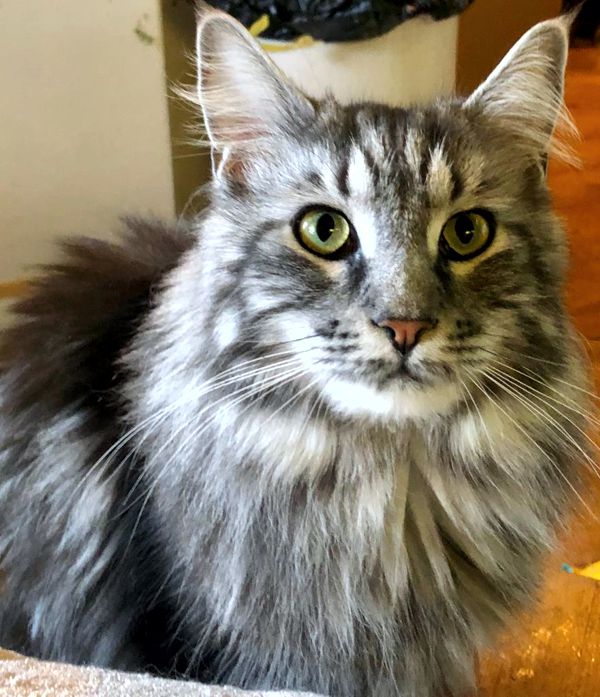 Fritzi