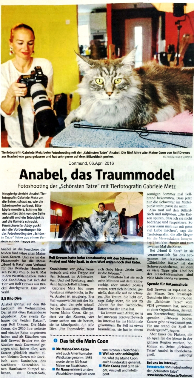 Anabel of Daisytown, gewhlt als schnste Katze des Jahres