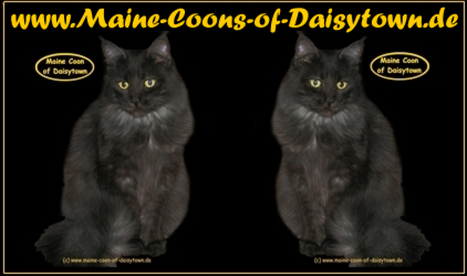 Maine Coon Kitten von Maine Coons of Daisytown
