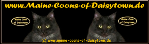 www.maine-coon-of-daisytown.de