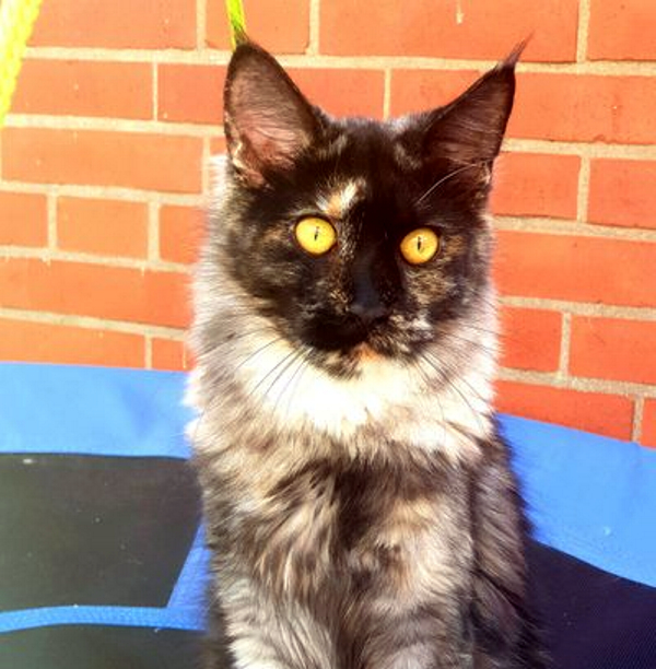 Kessy of Daisytown die Maine Coon Cattery