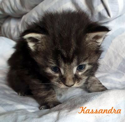 Kassandra of Daisytown