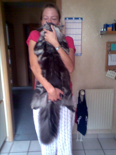 Archie of Daisytown 2016, ein kleines Maine Coon Ktzchen!