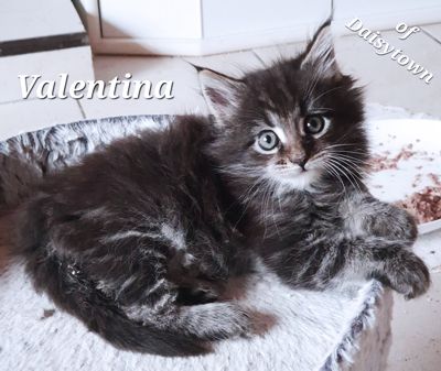Maine Coons of Daisytown Valerie