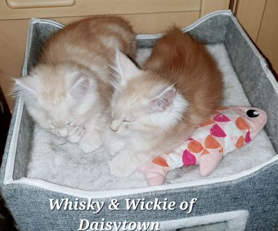 Maine Coons of Daisytown Wickie und Whisky