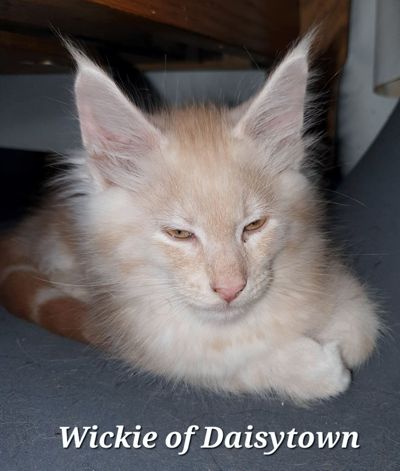 Maine Coons of Daisytown Wickie
