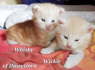 Maine Coons of Daisytown Whisky und Wickie