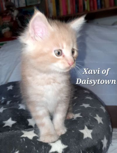 Maine Coons of Daisytown XAVI