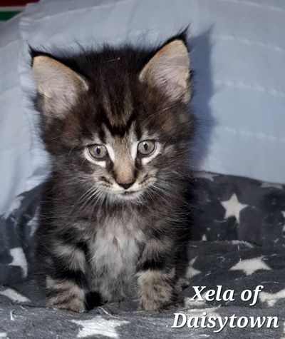 Maine Coons of Daisytown XELA