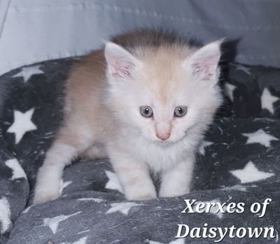 Maine Coones of Daisytown XERXES