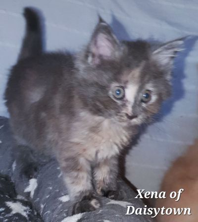 Maine Coons of Daisytown Xena