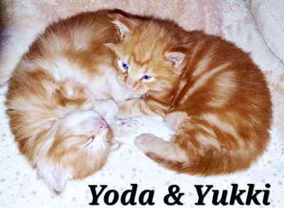 Yoda und Yukki