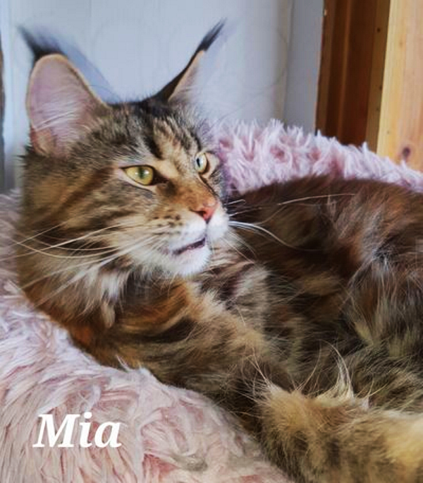 Mia von den Maine Coons of Daisytown